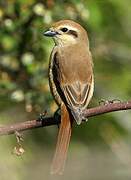 Brown Shrike