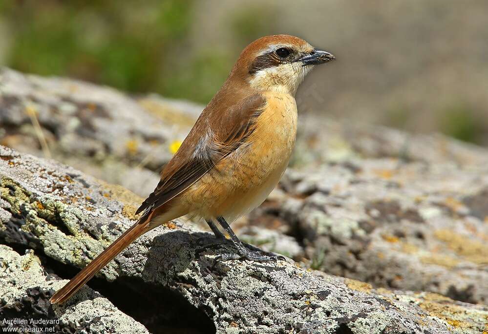 Brown Shrike female adult breeding, identification