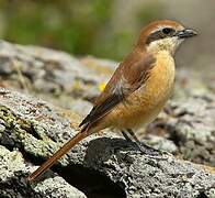 Brown Shrike