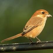 Bull-headed Shrike