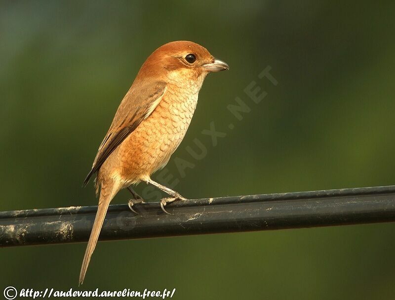 Bull-headed Shrike