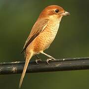 Bull-headed Shrike