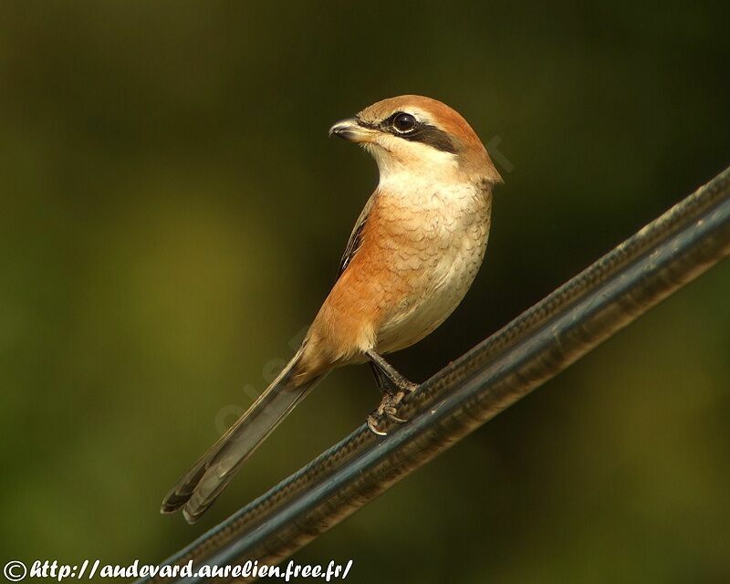 Bull-headed Shrike