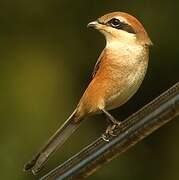 Bull-headed Shrike