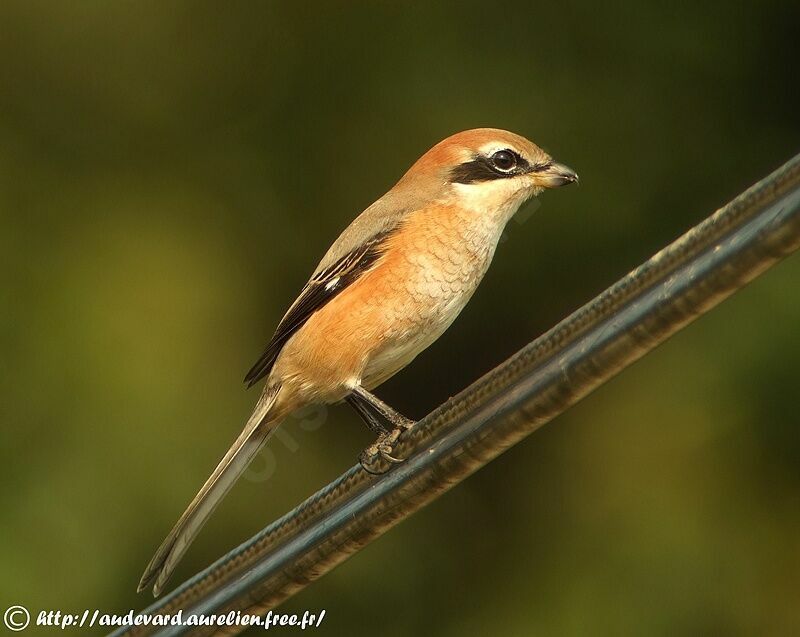 Bull-headed Shrike