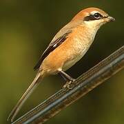 Bull-headed Shrike