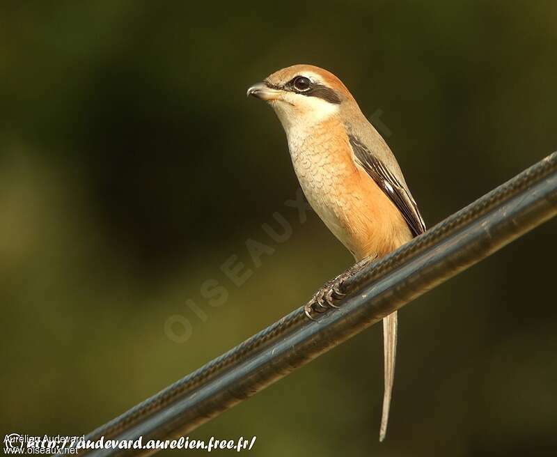 Pie-grièche bucéphale, identification