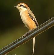 Bull-headed Shrike