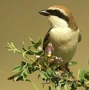 Red-tailed Shrike