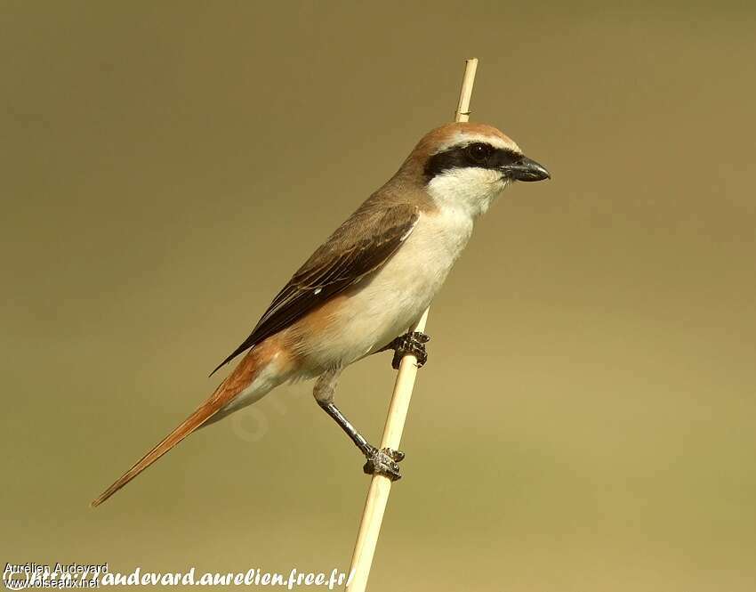 Red-tailed Shrike male adult, identification