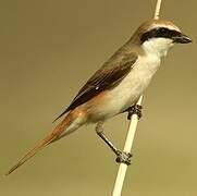 Red-tailed Shrike