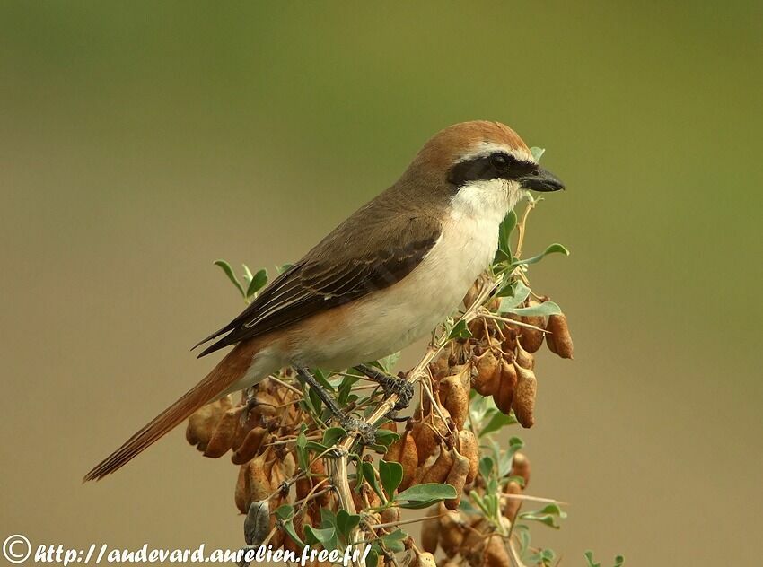 Red-tailed Shrike