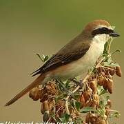 Red-tailed Shrike