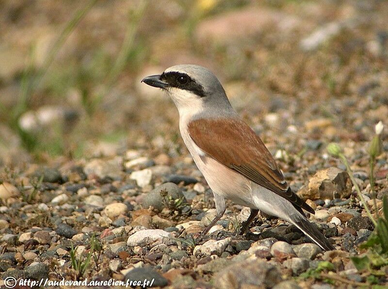 Red-backed Shrike male