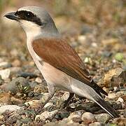 Red-backed Shrike