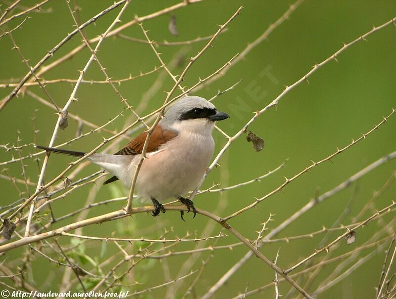 Red-backed Shrike male adult breeding