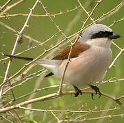 Red-backed Shrike