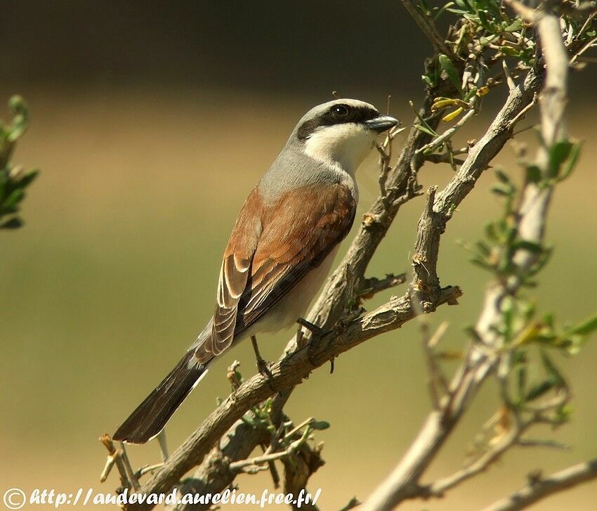 Pie-grièche écorcheur, identification