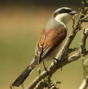 Red-backed Shrike