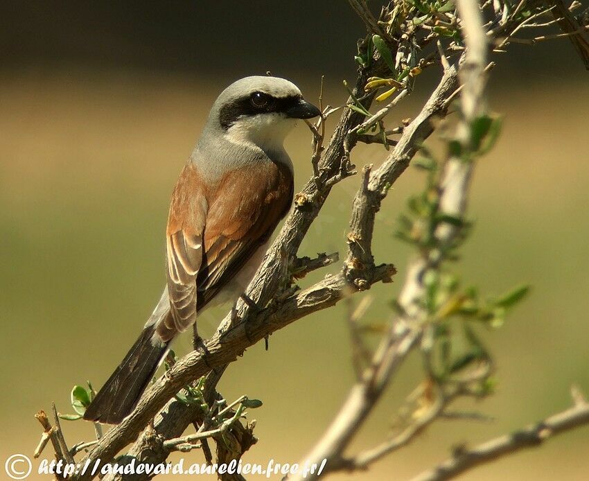 Red-backed Shrike male adult breeding, identification