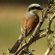 Red-backed Shrike