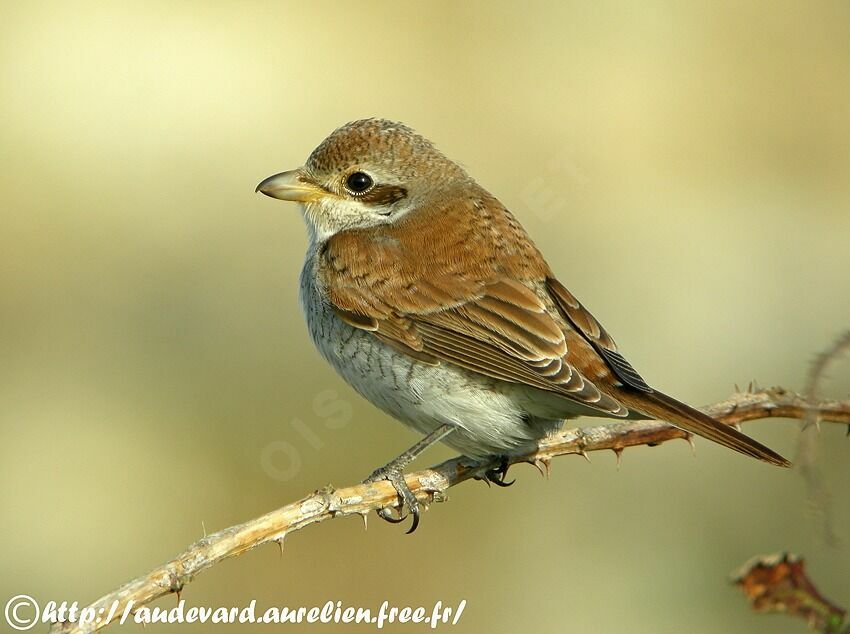 Red-backed Shrike, identification