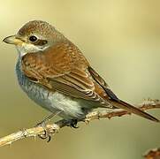 Red-backed Shrike