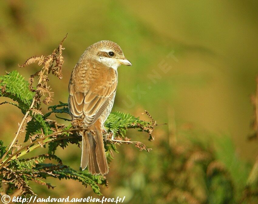 Red-backed Shrikejuvenile