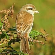 Red-backed Shrike