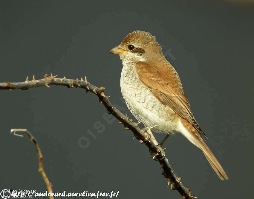 Pie-grièche écorcheurjuvénile, identification