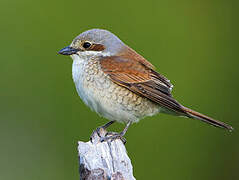 Red-backed Shrike