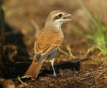 Red-backed Shrike