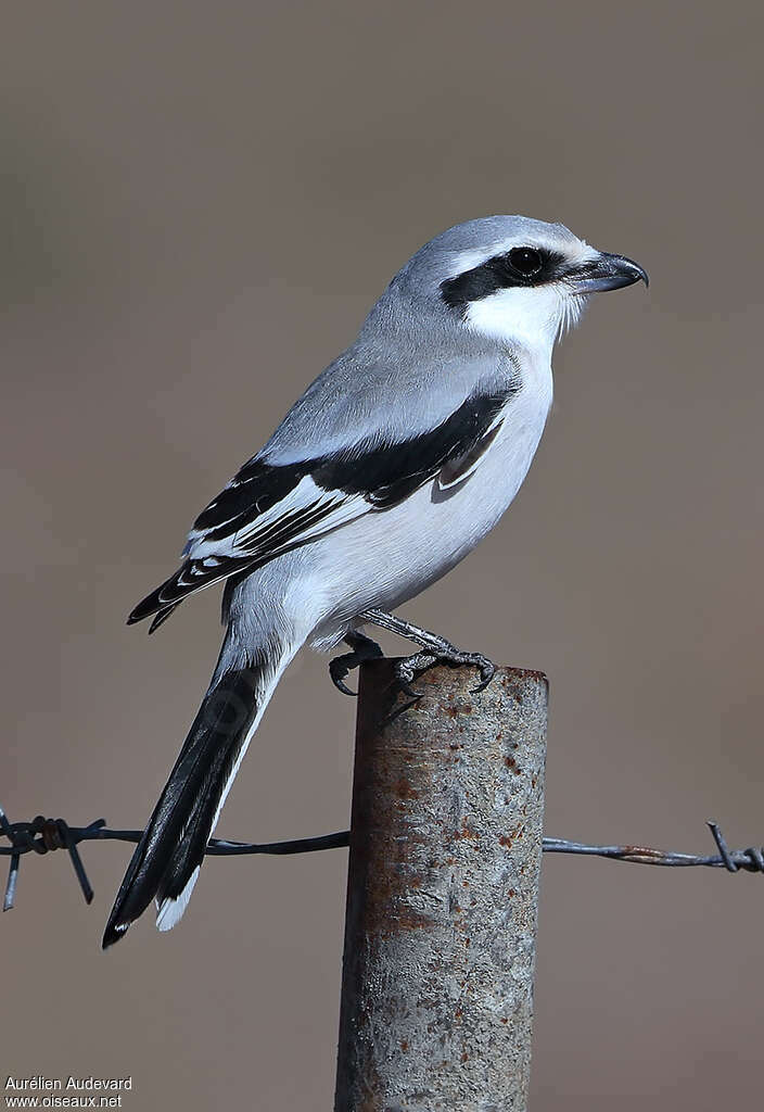 Giant Grey Shrike