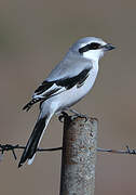 Chinese Grey Shrike