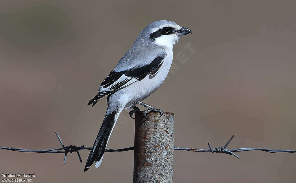 Chinese Grey Shrike, identification