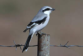 Chinese Grey Shrike