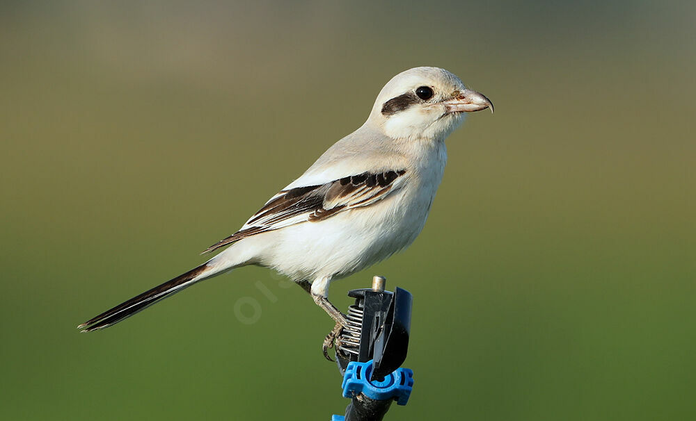 Great Grey ShrikeFirst year, identification