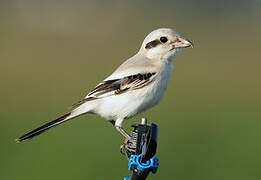 Great Grey Shrike