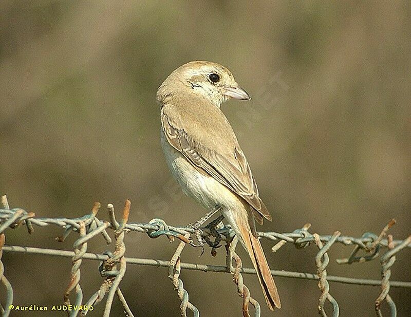 Isabelline Shrike