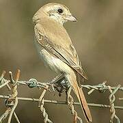 Isabelline Shrike