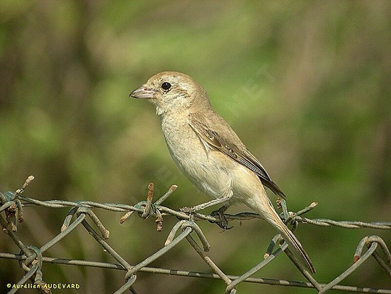 Isabelline Shrike