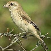 Isabelline Shrike