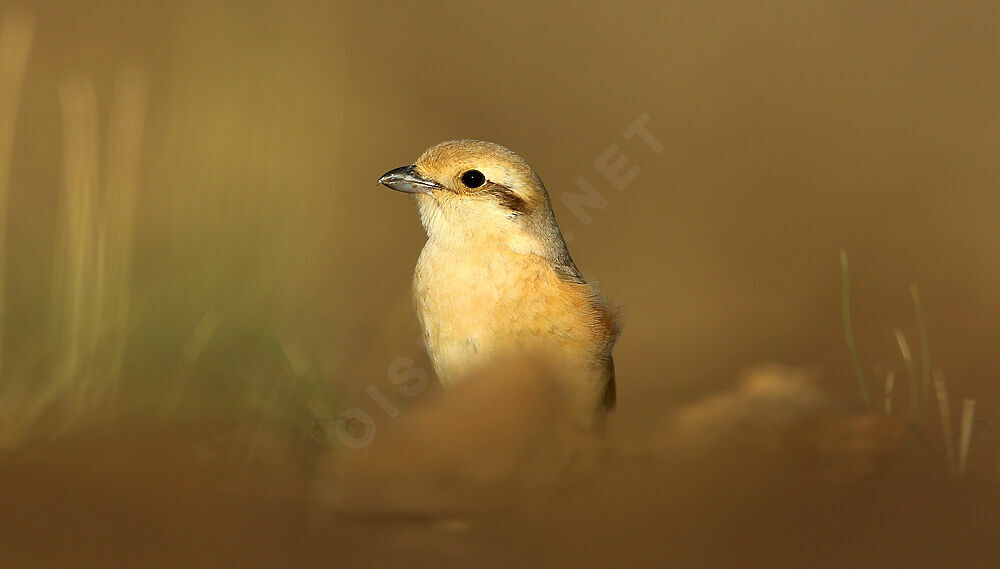 Isabelline Shrike female adult breeding