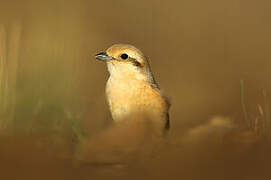 Isabelline Shrike