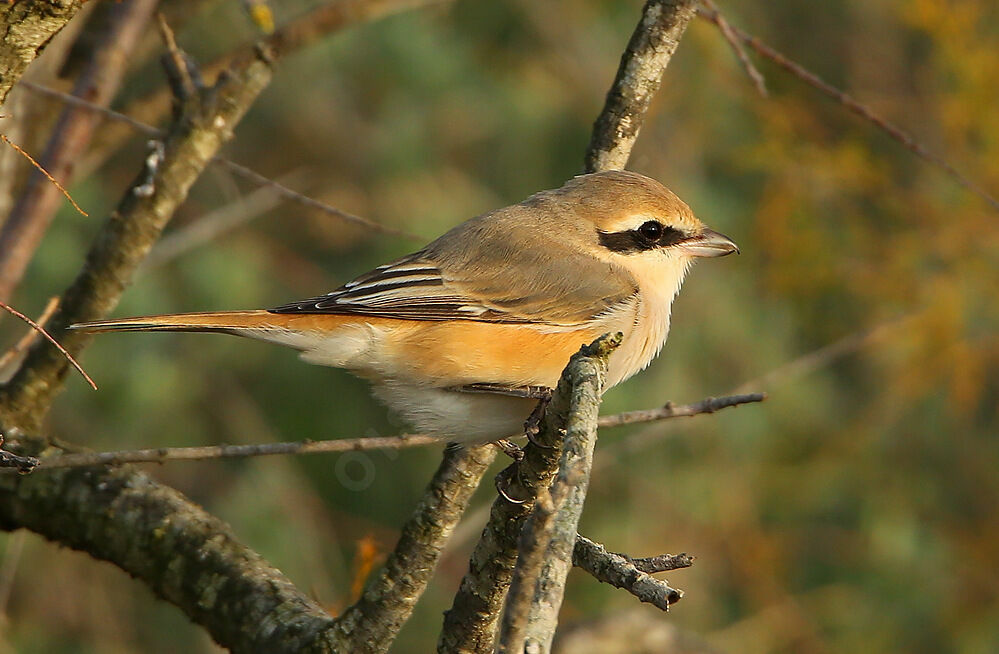 Isabelline Shrike male adult breeding, identification