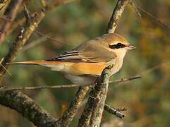 Isabelline Shrike