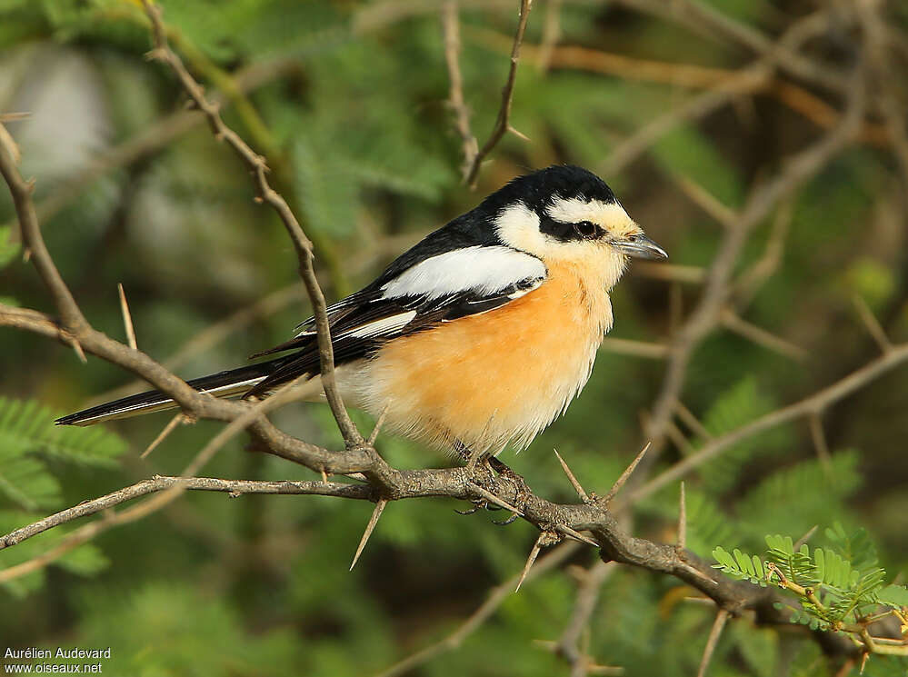 Pie-grièche masquée mâle adulte nuptial, identification