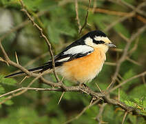 Masked Shrike