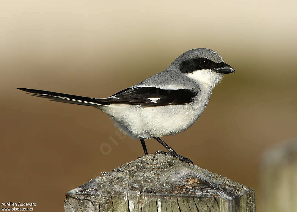 Pie-grièche migratriceadulte nuptial, identification