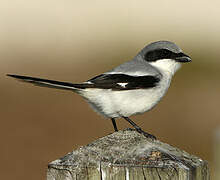 Loggerhead Shrike